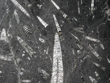 Fossil Black (Фосил Блэк)